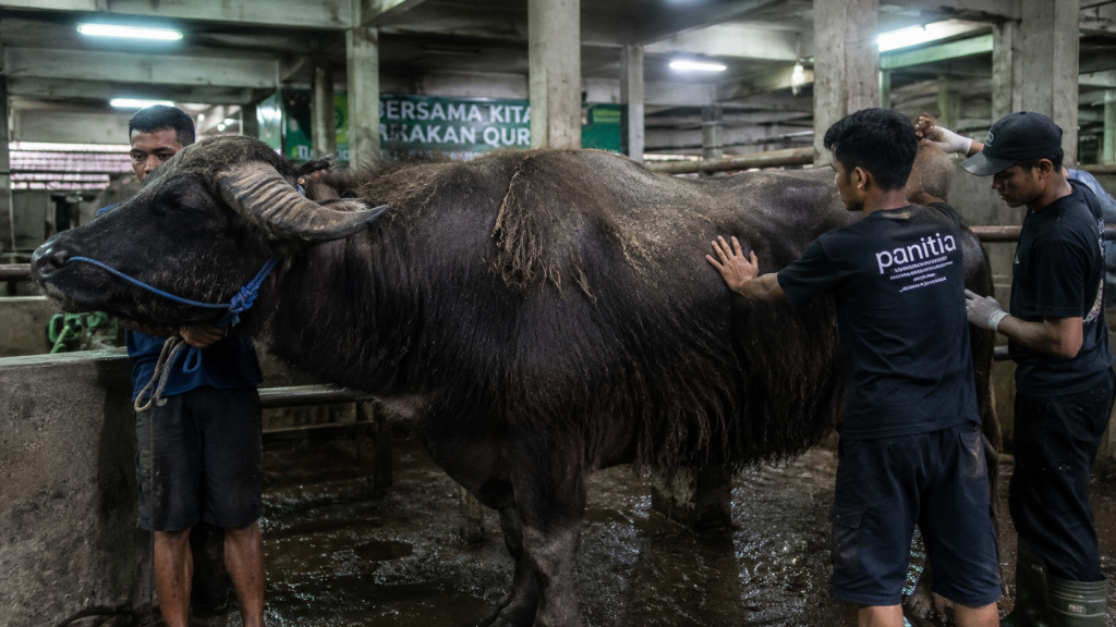 Irfan Hakim Tampung 21 Sapi Jumbo, Kerbau India Prabowo Bikin Takjub